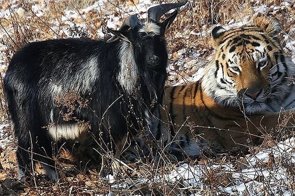 Текеге эстелик тургузулат